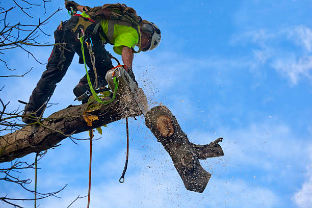 Trusted Washington, IN Tree Care Experts